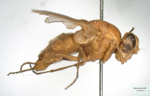 Oestrus sp.